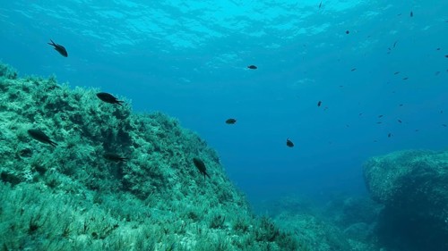 Rocky seabed covered with Brown Seaweed