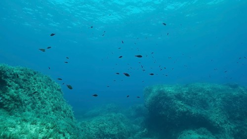 Rocky seabed covered with Brown Seaweed