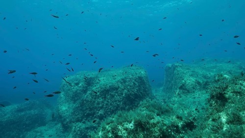 Rocky seabed covered with Brown Seaweed
