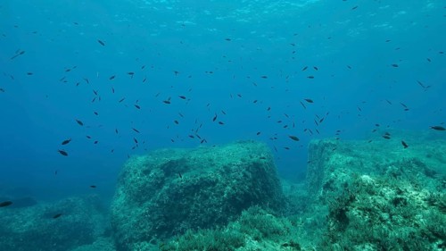 Rocky seabed covered with Brown Seaweed