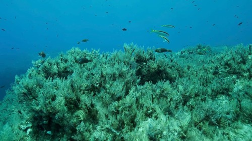Rocky seabed covered with Brown Seaweed
