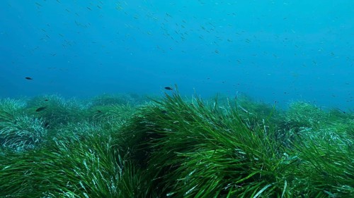 Dense thickets of green marine grass Posidonia