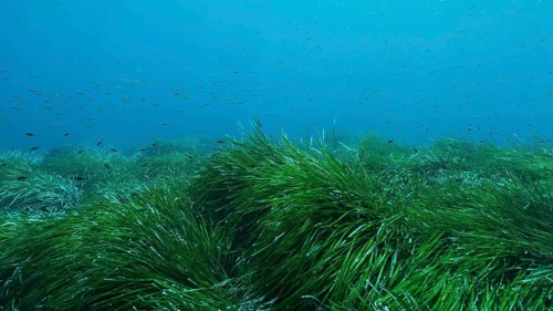 Dense thickets of green marine grass Posidonia