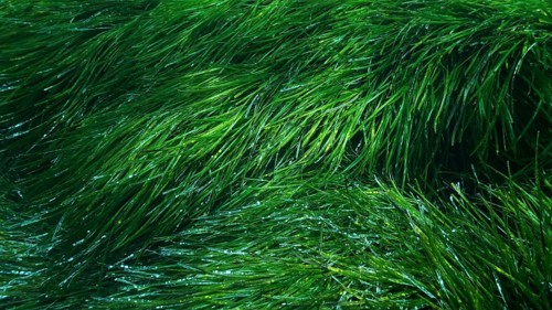 Dense thickets of green marine grass Posidonia