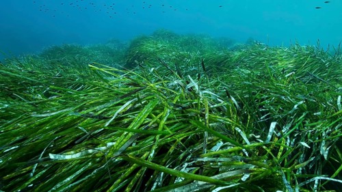 Dense thickets of green marine grass Posidonia