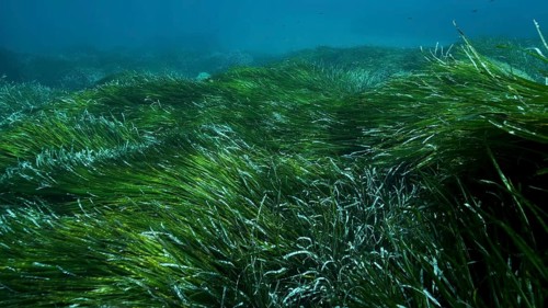 Dense thickets of green marine grass Posidonia