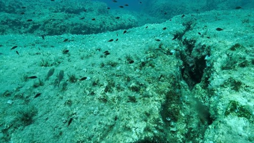 School of fish swims above crack in the seabed over tectonic plates. Tiktanic displacement of plates at the bottom of the sea. Mediterranean underwater seascape. Mediterranean Sea