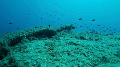 Rocky seabed covered with Brown Seaweed