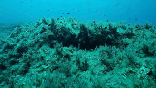 Rocky seabed covered with Brown Seaweed