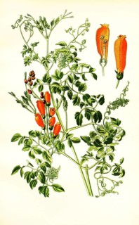 Eccremocarpus scaber