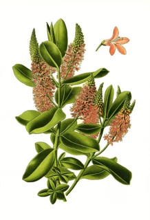 Veronica speciosa