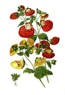 Hybrida