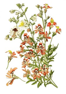 Schizanthus pinnatus