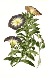 Dwarf morning-glory