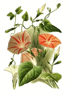 Ipomaea purpurea