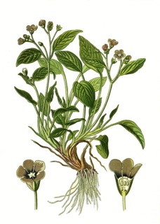 Creeping navelwort