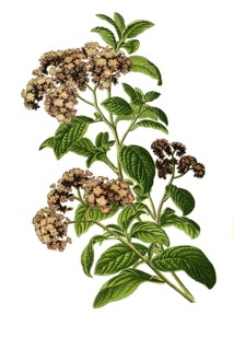 Heliotropium peruvianum