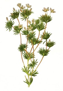 Gilia