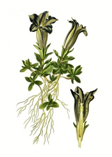 Stemless gentian