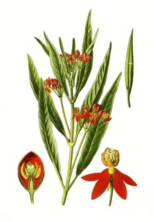 Asclepias curassavica