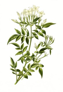 Common jasmine