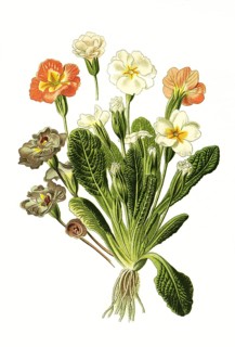Primrose