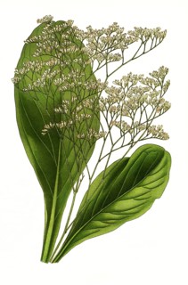 Statice latifolia
