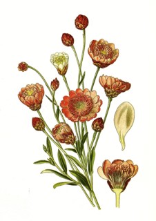 Annual Spreublume