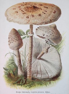 Mushroom