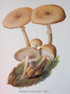 Mushroom