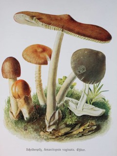 Mushroom