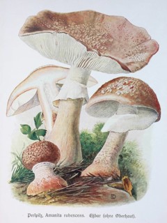 Mushroom