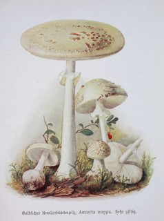Mushroom