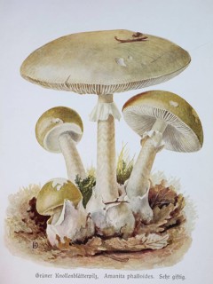 Mushroom