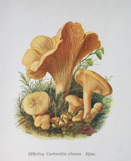 Mushroom