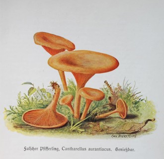 Mushroom