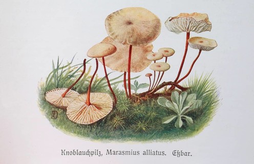 Mushroom