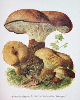 Mushroom