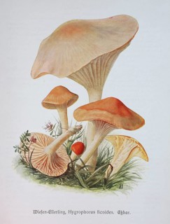 Mushroom