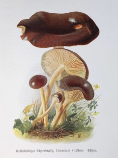 Mushroom