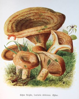 Mushroom