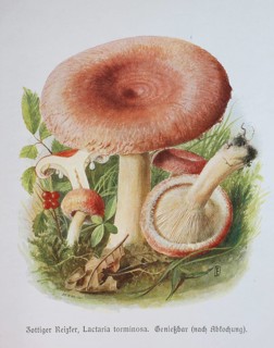 Mushroom