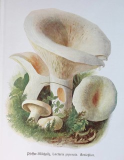 Mushroom