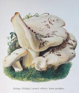 Mushroom