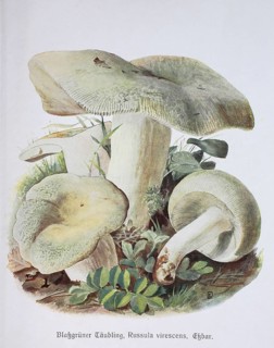 Mushroom