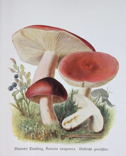 Mushroom