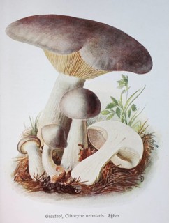 Mushroom