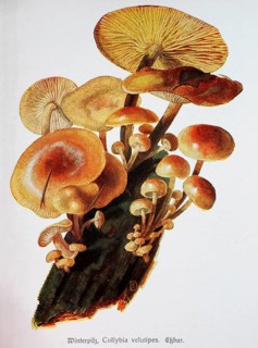Mushroom