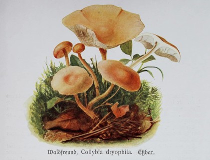 Mushroom
