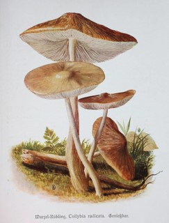 Mushroom